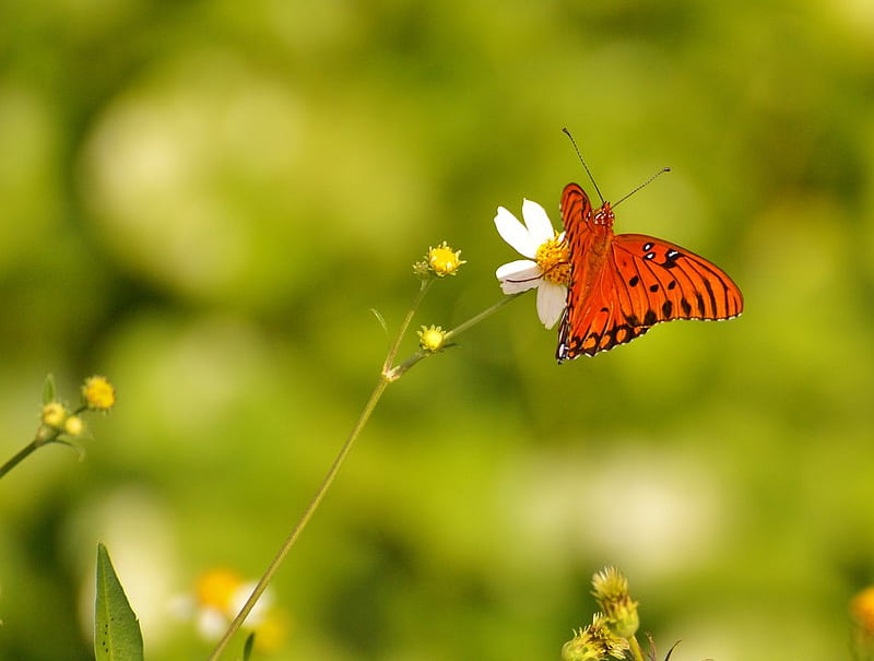 little things mean the most, red, lovely, butterfly, flowers, nature, HD wallpaper
