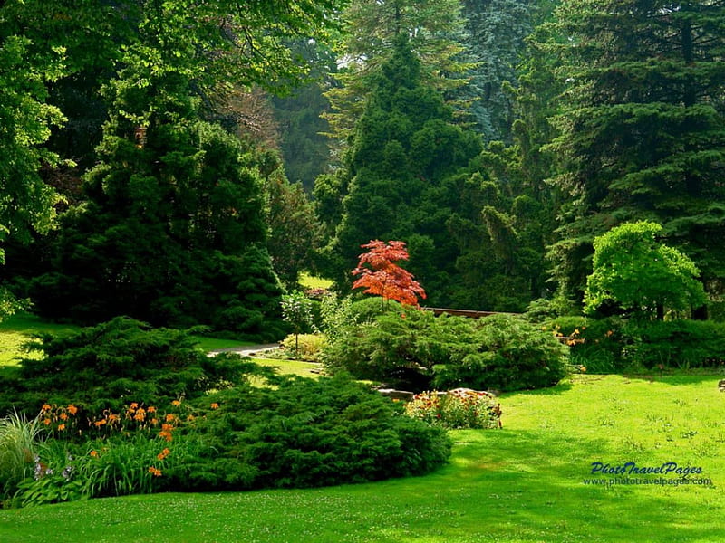 garden, tree, green, grass, beauty, shrubs, HD wallpaper