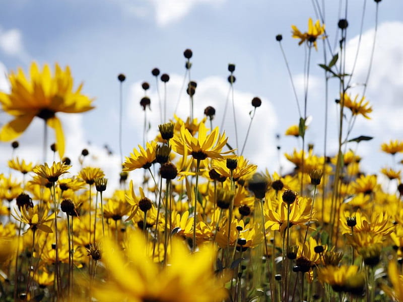 Margaritas amarillas, amarillas, margaritas, flores, naturaleza, Fondo de  pantalla HD | Peakpx