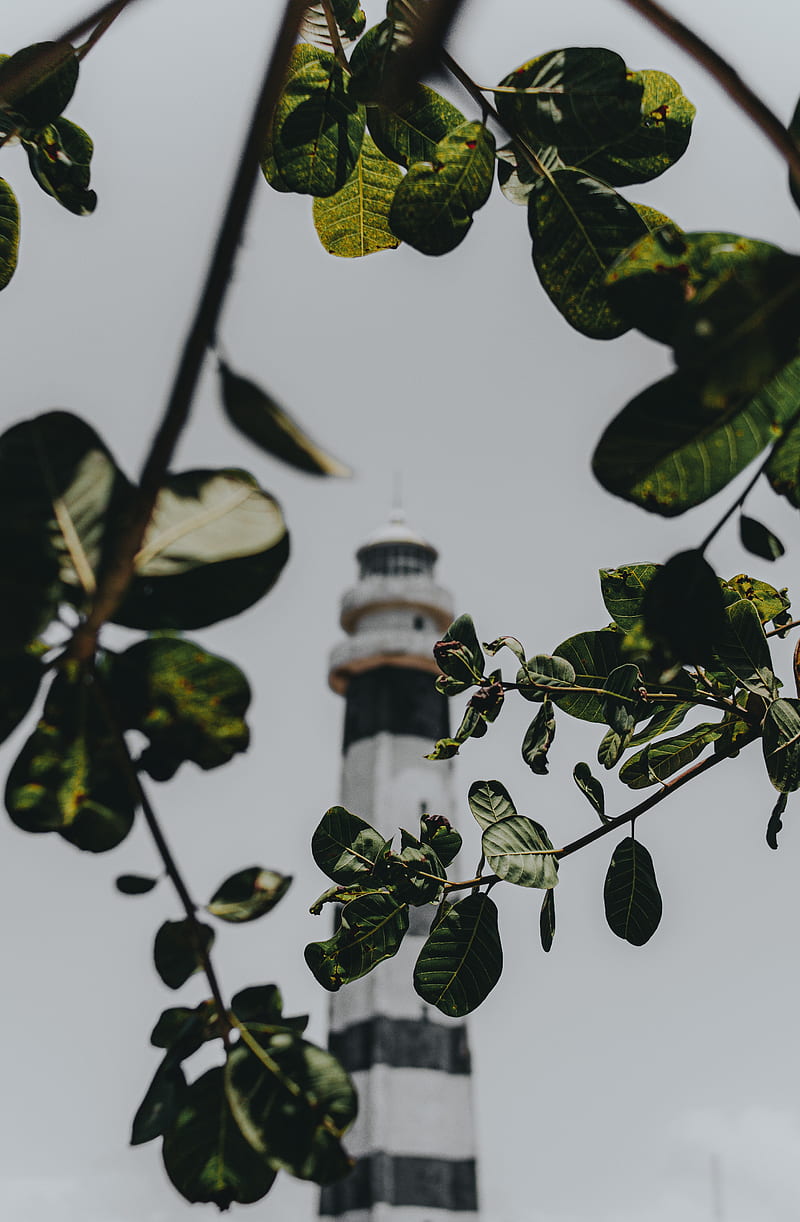 branches, lighthouse, building, leaves, HD phone wallpaper