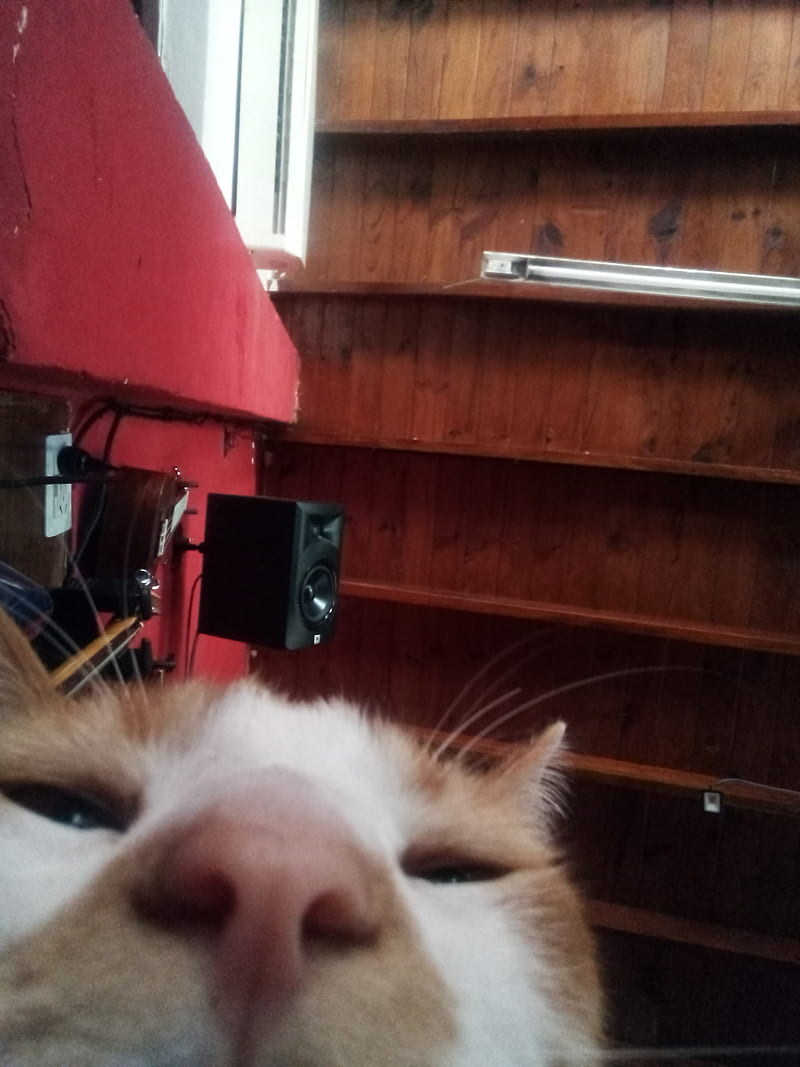 Gato meme, cat, cats, HD phone wallpaper