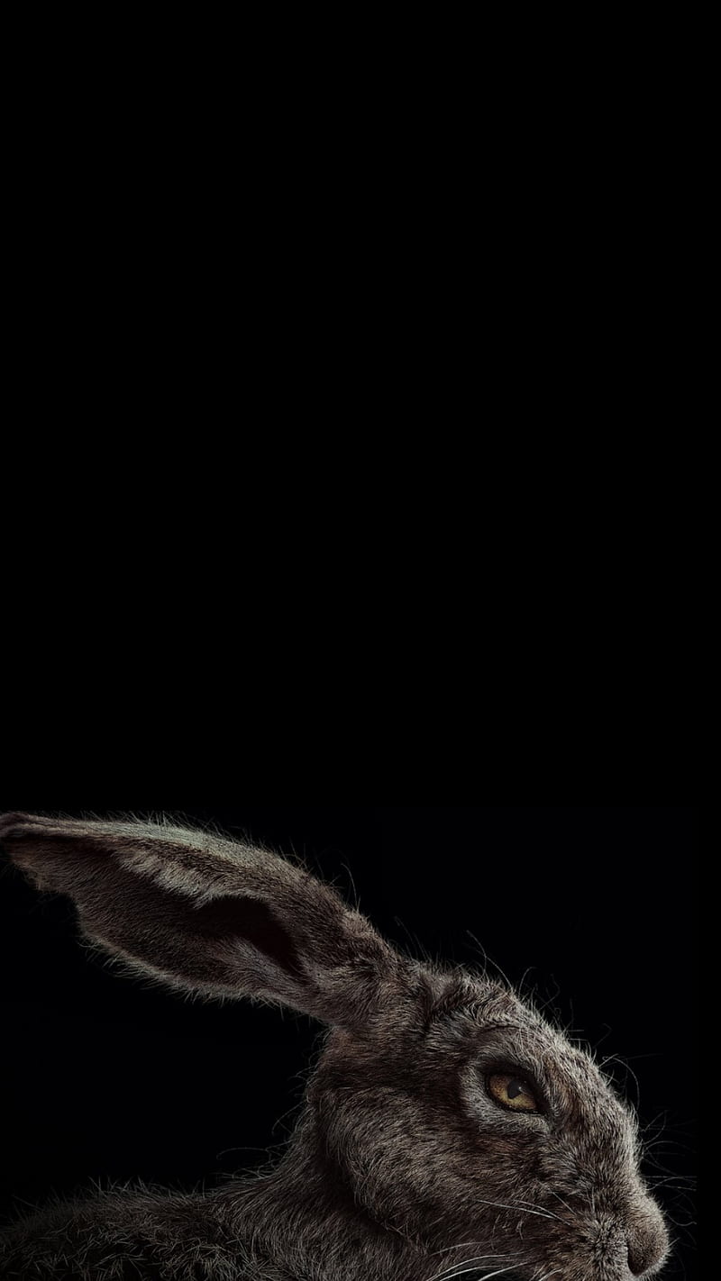 Rabbid Rabbit, evil, HD phone wallpaper