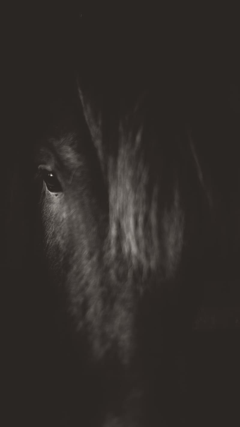 Black Horse, Saddle, HD phone wallpaper