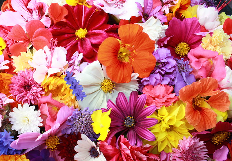 Colorful Flowers, flowers, nature, colorful, HD wallpaper