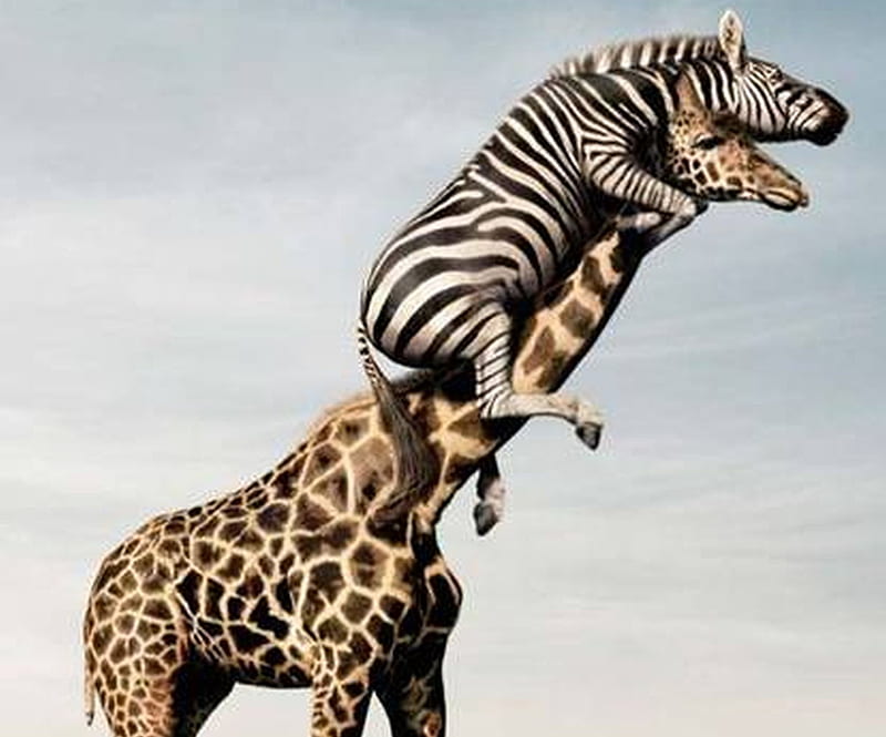 Zebra Giraffe, funny, giraffe, zebra, HD wallpaper