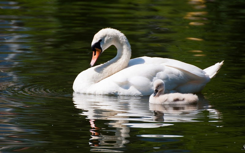 Swans, water, bird, white, chick, swan, baby, HD wallpaper