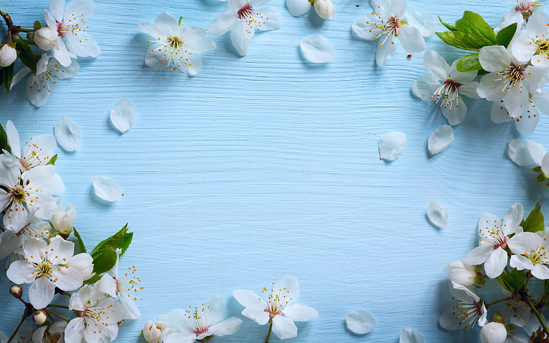 apple blossom, spring, blue wood background, bloom, spring flowers, HD wallpaper
