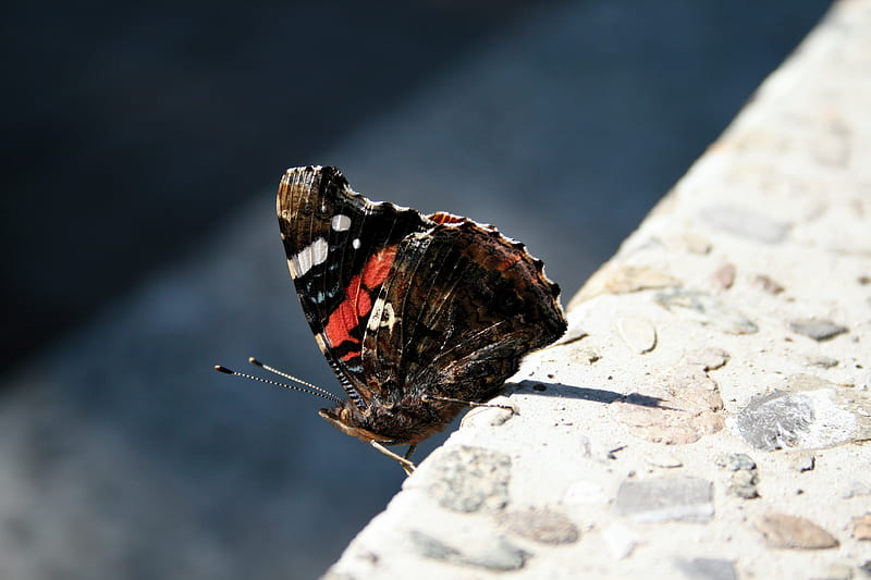 Only a Butterfly , black red butterfly, butterfly, HD wallpaper