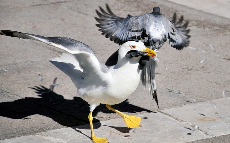 Food?!, pigeon, bird, feather, yellow, funny, white, seagull, HD wallpaper