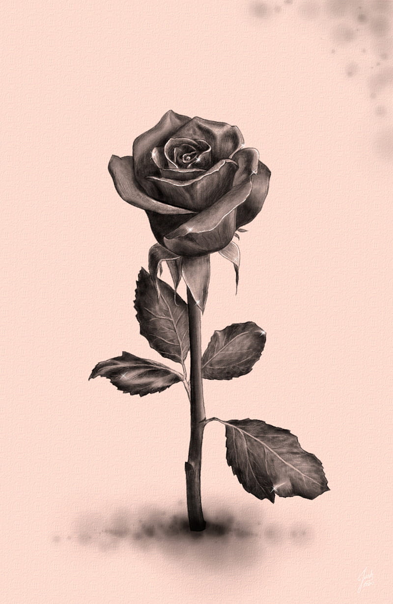 Rose, black, sketch, rose gold, HD phone wallpaper