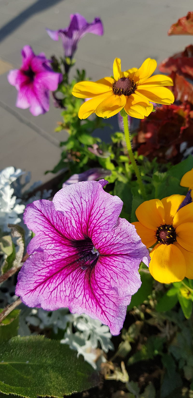 Coloreado, amarillo, rojo, morado, rosa, flor, pensamiento, Fondo de  pantalla de teléfono HD | Peakpx