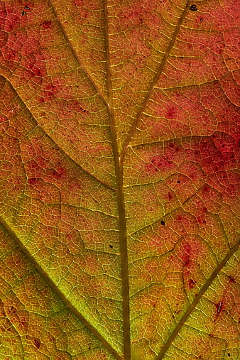 Leaf, veins, macro, HD phone wallpaper | Peakpx