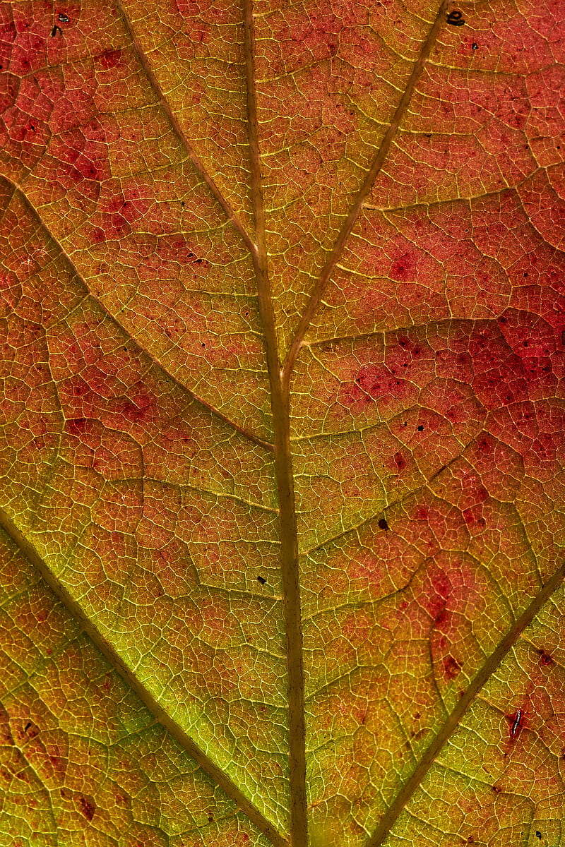 leaf, veins, macro, autumn, HD phone wallpaper
