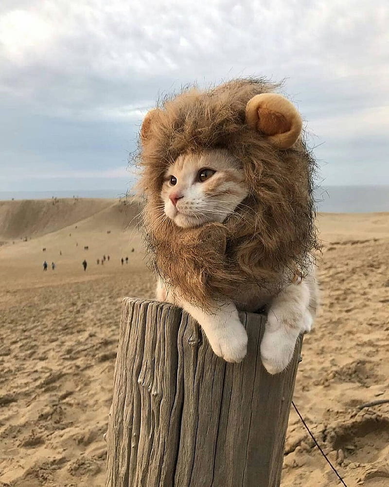 CUTE CAT, cats, lion, lions, tiger, HD phone wallpaper