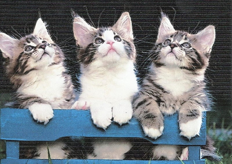 Three Maine coon kittens in a blue crate, cute, paws, Maine coon, kittens, three, HD wallpaper