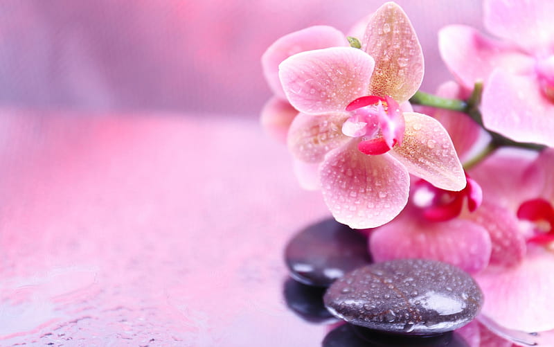 Orchid Spa, stones, zen, orchid, flowers, spa, pink, HD wallpaper
