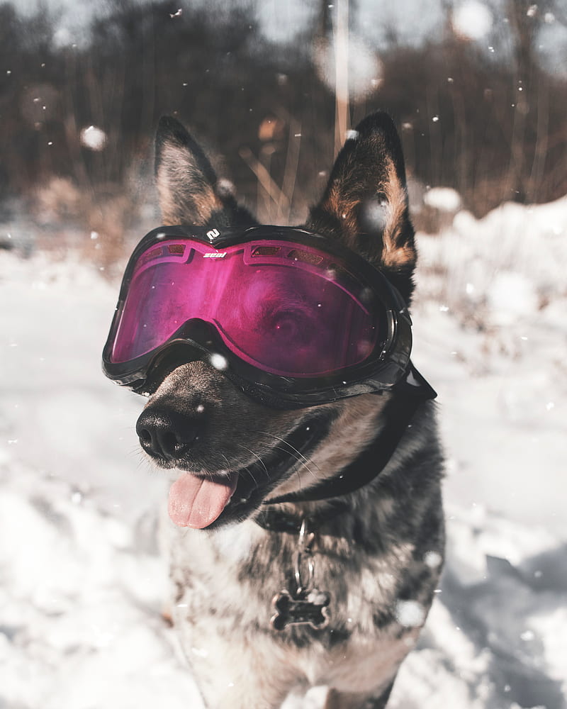 dog, glasses, winter, funny, stylish, HD phone wallpaper