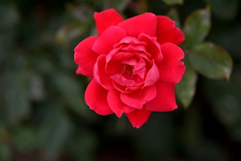 Kiss from a rose, pretty rose, red rose, macro rose, HD wallpaper