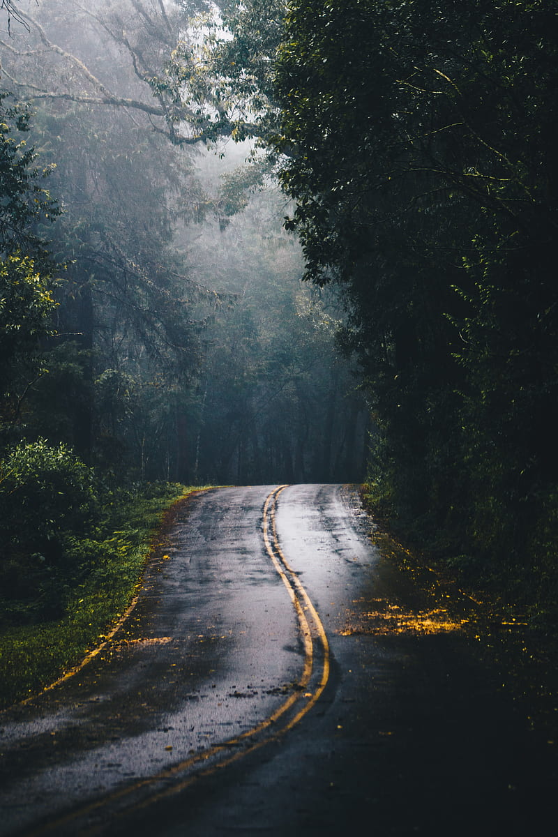 Rainy Forest, forest, green, nature, new, rain, road, HD phone wallpaper