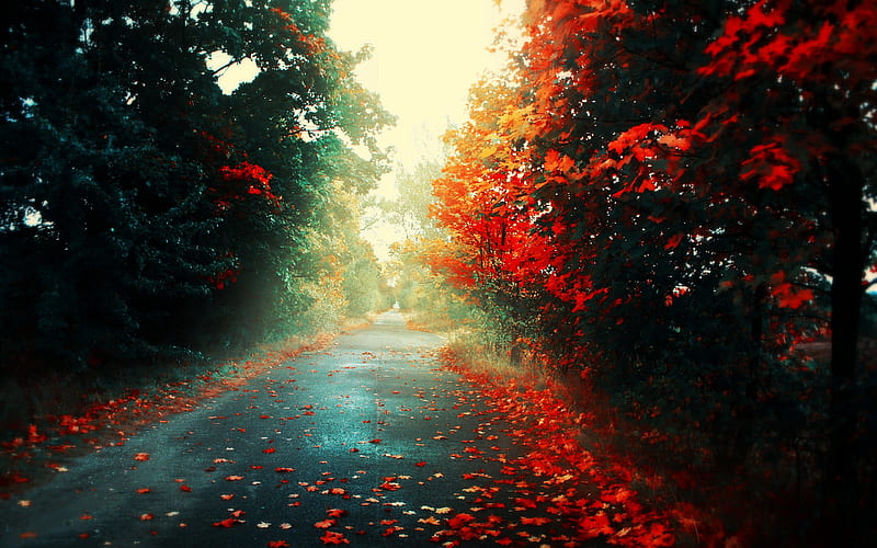 black asphalt road between red and green trees during daytime, red, leaves, road, forest, landscape, fall, trees, fallen leaves, HD wallpaper