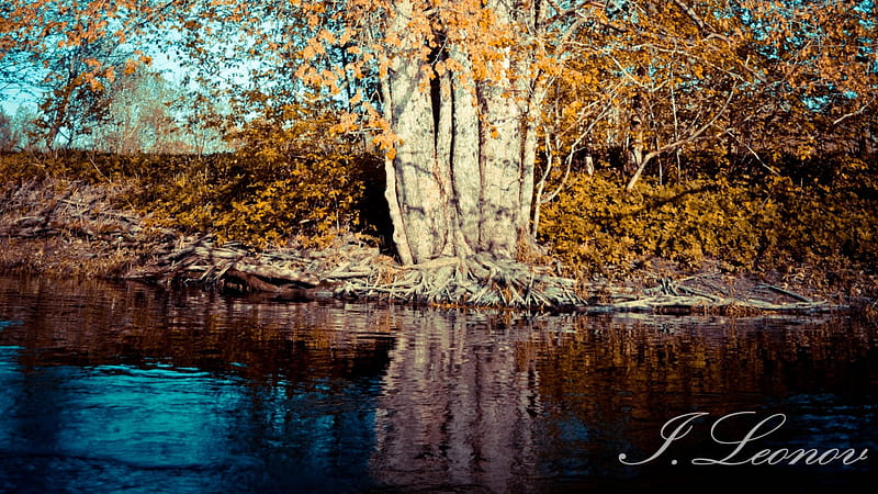 River Upside Down, autumn, tree, big, running, river, side, HD wallpaper