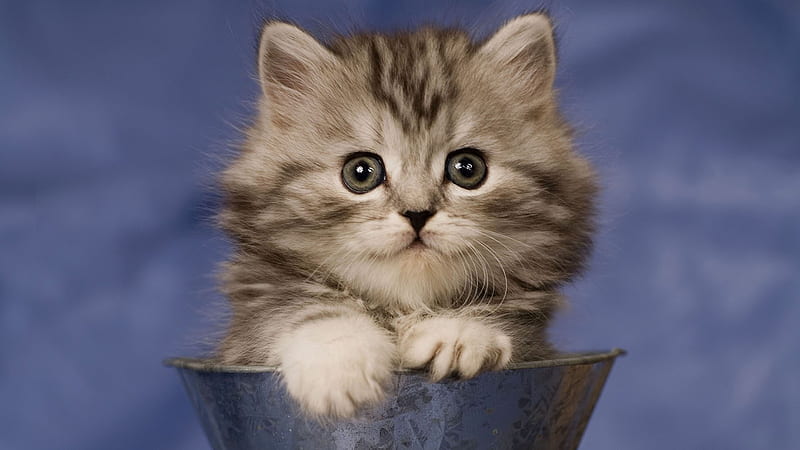 Cute Black White Cat Kitten Inside Cup In Blur Blue Background Cute Cat, HD wallpaper