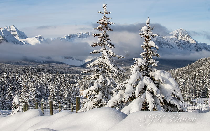 Winter in Alberta, Canada, trees, snow, mountains, winter, Canada, HD ...