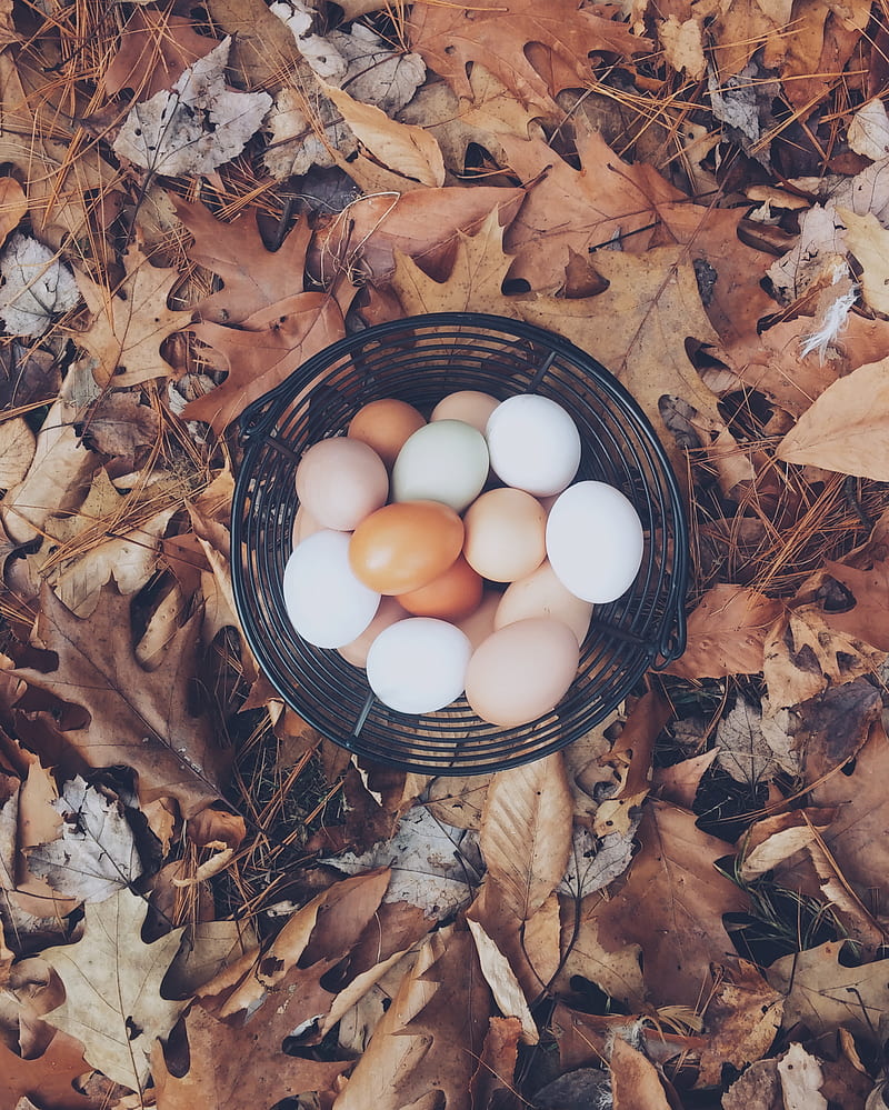 white and brown eggs, HD phone wallpaper