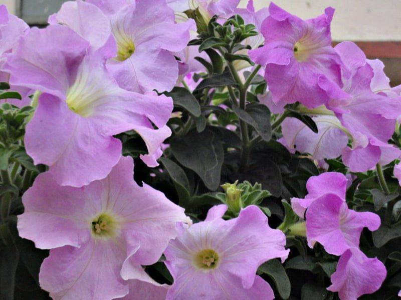 Petunia morada, flores moradas, flores, púrpura, petunia, Fondo de pantalla  HD | Peakpx