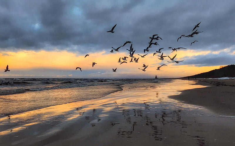 Seagulls and Baltic Sea, beach, seagulls, clouds, sea, HD wallpaper