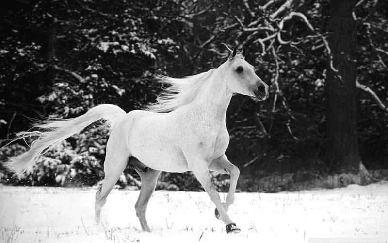 white horse running in snow-Amazing Horse theme, HD wallpaper