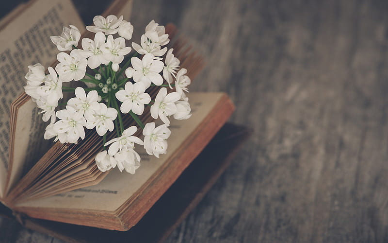 spring flowers, old book, mood, blur, flowers in the book, HD wallpaper