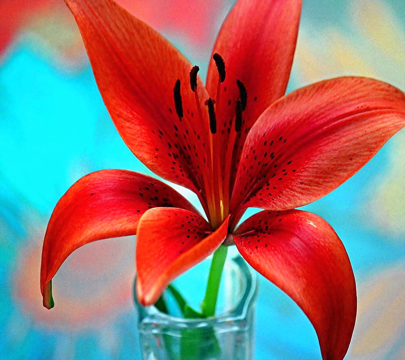 red lily, bonito, flower, glass, nature, spring, summer, vase, HD wallpaper