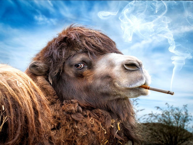 JUST FOR FUN! Camel, cigarette, smoke, Marlboro, HD wallpaper