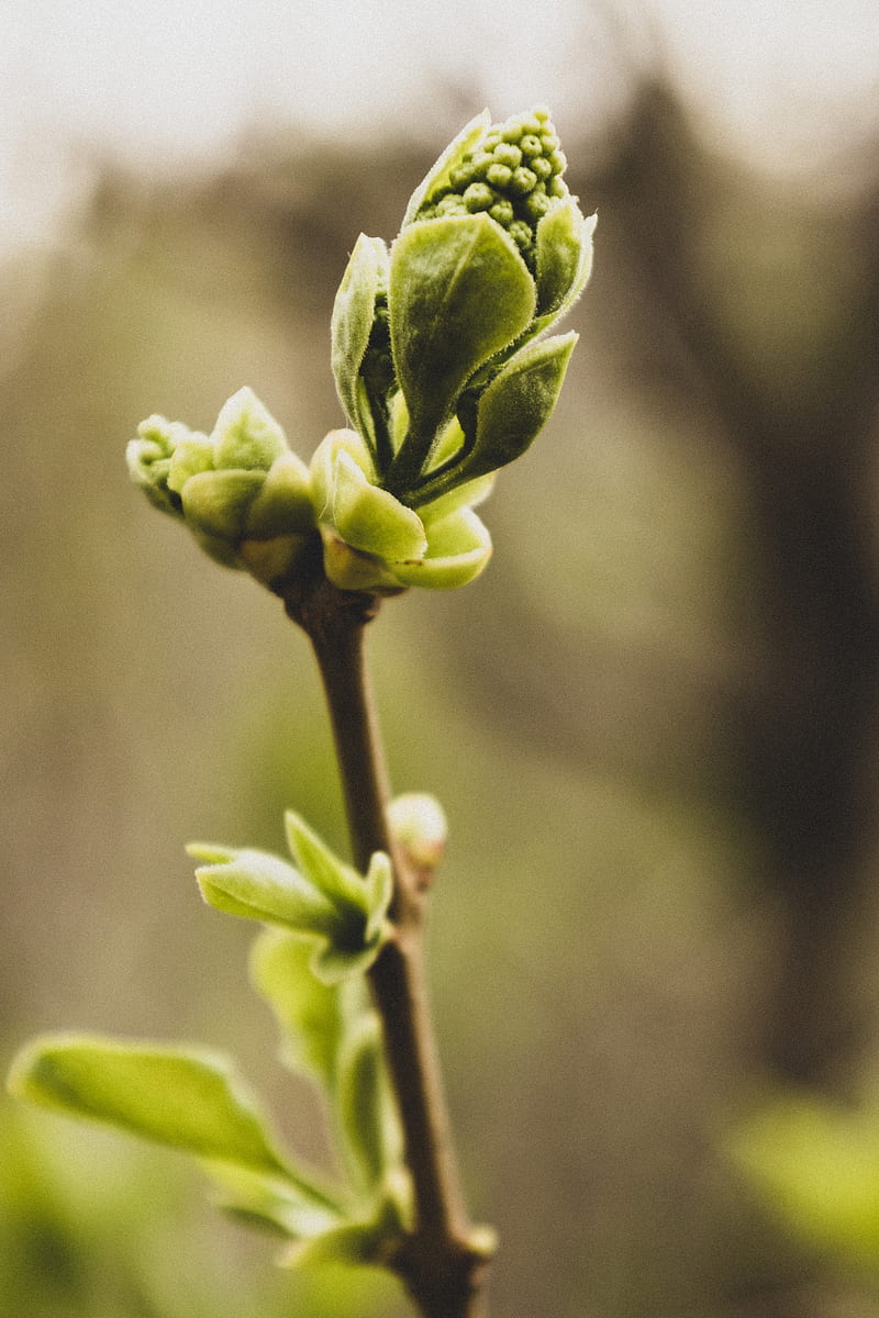 green flower bud in close up graphy, HD phone wallpaper