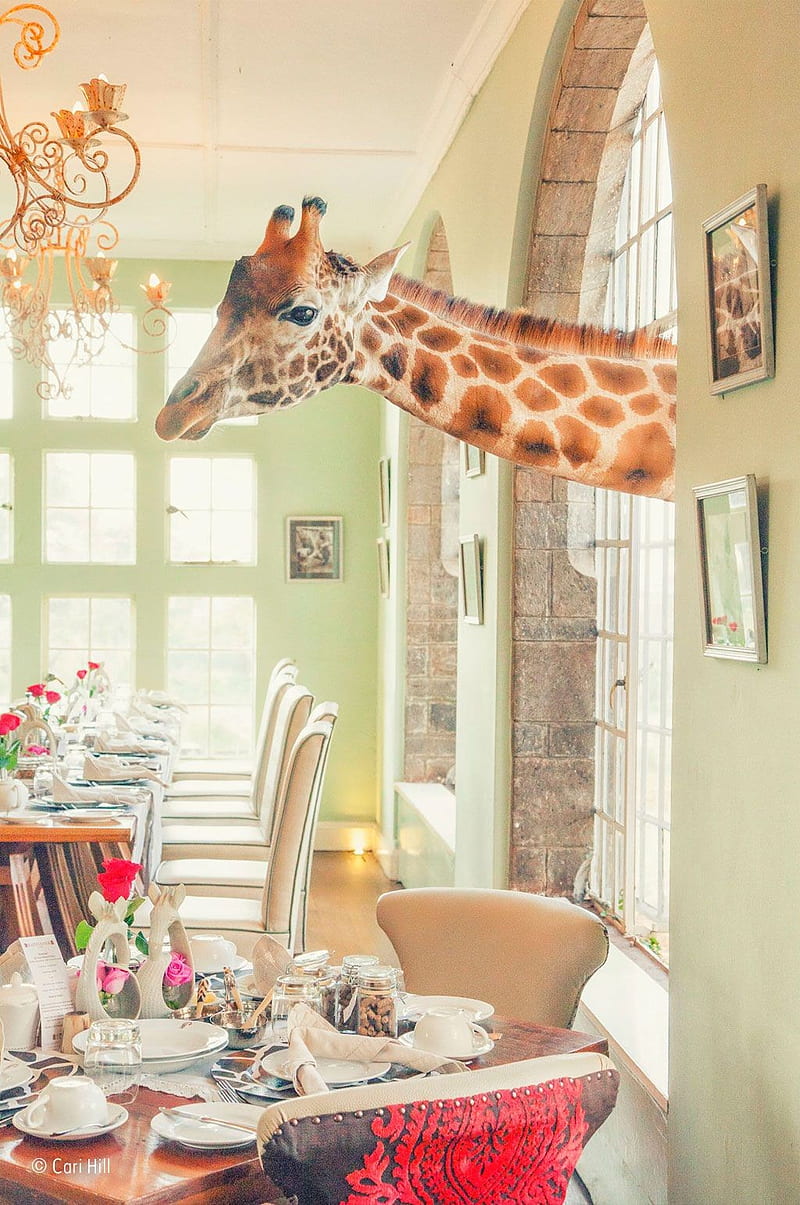 portrait display, animals, graphy, giraffes, house, interior, chair, table, window, HD phone wallpaper