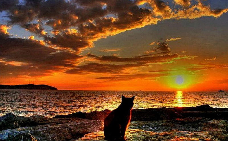 Cat in the sunrise, brillant sun, sunrise, cat, clouds, red sky, sea, HD wallpaper