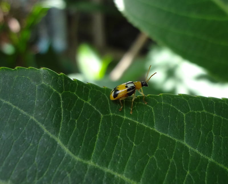 insecto en hoja, nice, leaves, yellow, insecto, HD wallpaper