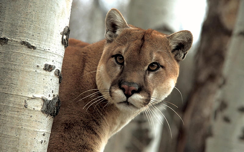 Puma, animal, big, brown, cat, eyes, nature, white, wild, HD wallpaper |  Peakpx