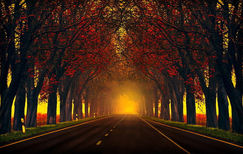 Road with autumn. trees, Roadside, Trees, Autumn, Evening, HD wallpaper