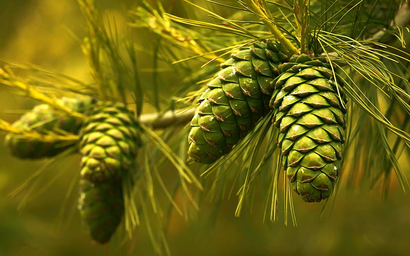 green cones, forest, tree, cones, green trees, environment, background with cones, HD wallpaper