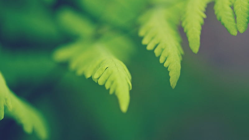 Green Leaves, leaves, nature, green, HD wallpaper