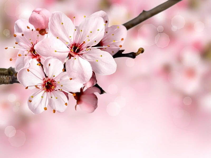 Spring blossoms, pretty, lovely, background, bonito, spring, branch, tree, blossoms, flower, blooming, pink, HD wallpaper
