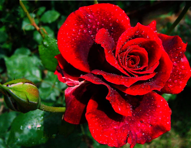 RED ROSE, red, water, rose, drops, bud, HD wallpaper | Peakpx