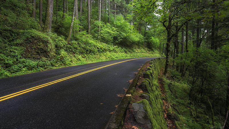 Man Made, Road, Forest, Nature, HD wallpaper