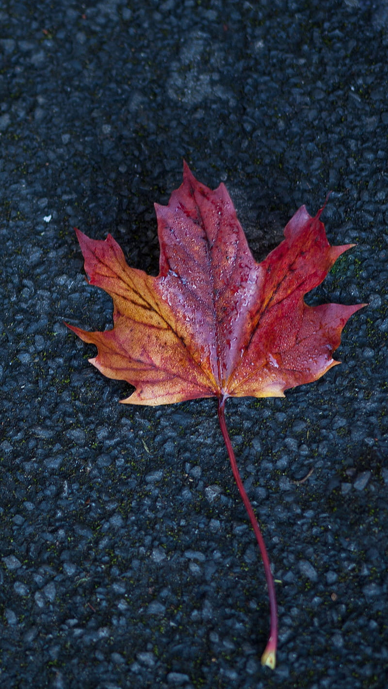 Fall leaf , autumn, background, HD phone wallpaper