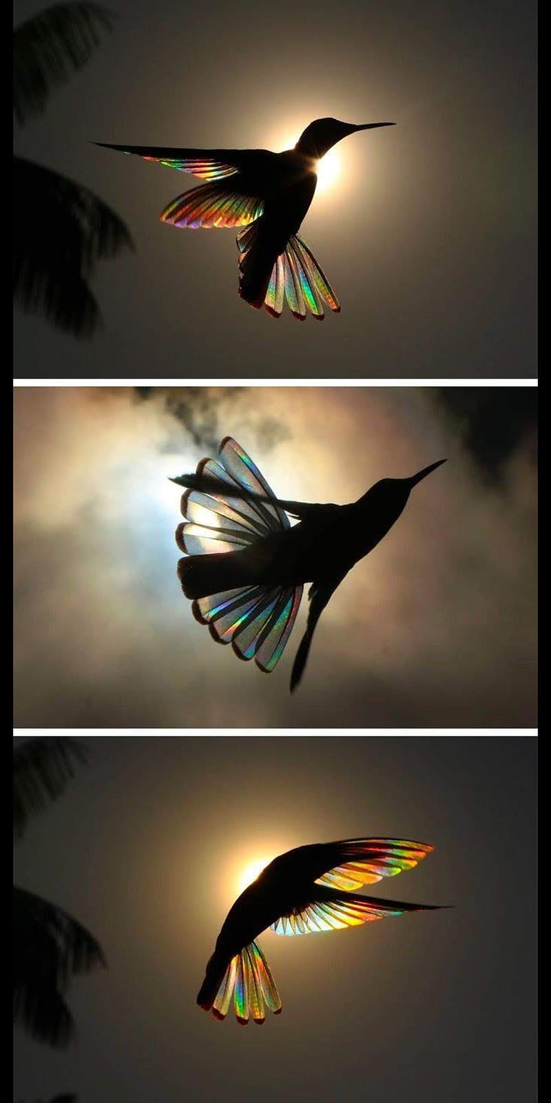 Colibri, birds, colibri naturaleza, HD phone wallpaper