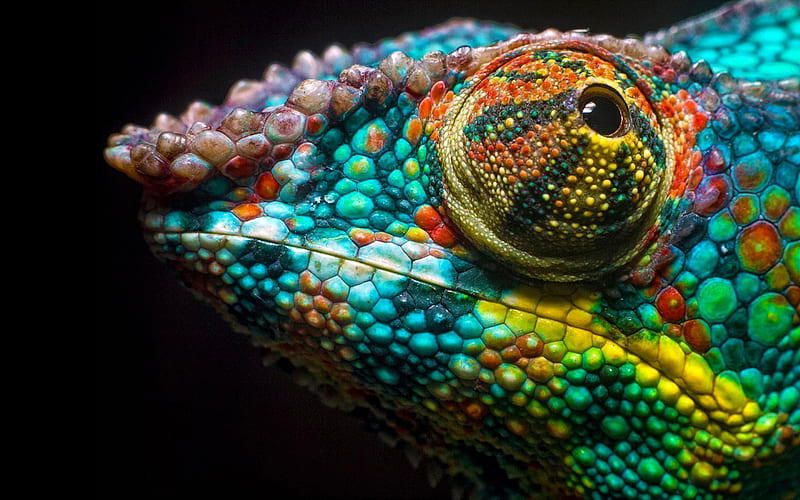 chameleon, lizard, chameleon on a black background, reptiles, colorful chameleon, HD wallpaper