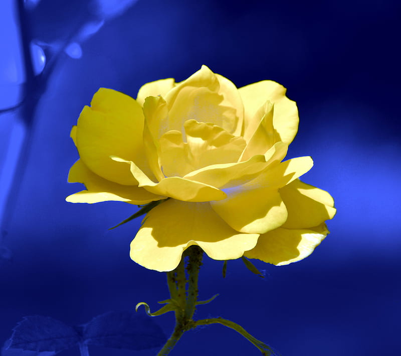 Yellow 11, bright, colorful, flower, happy, HD wallpaper