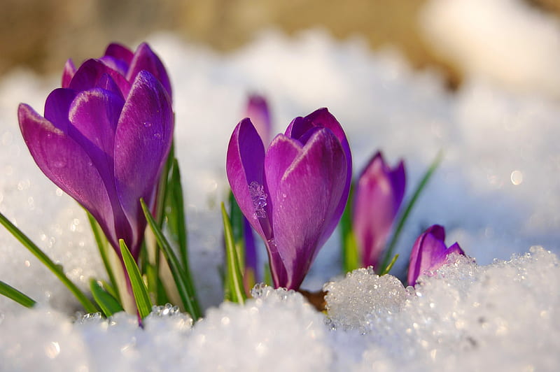 Crocuses in snow, crocus, purple, snow, flowers, bonito, spring, winter, frost, HD wallpaper